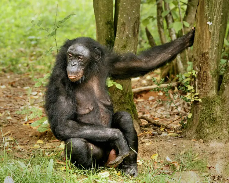Шимпанзе карликовий