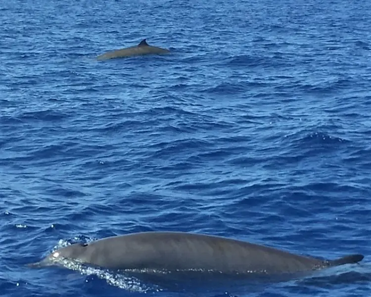 Gervai's Beaked Whale