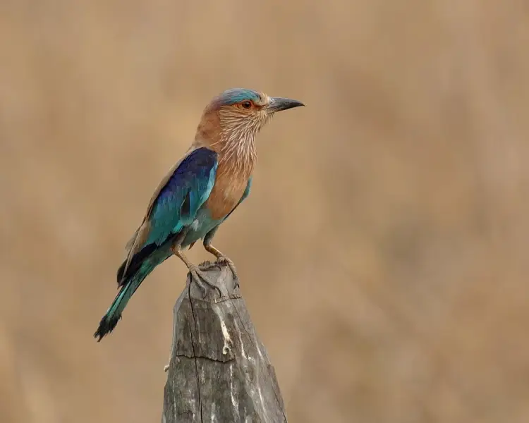 Indian Roller - Facts, Diet, Habitat & Pictures on 