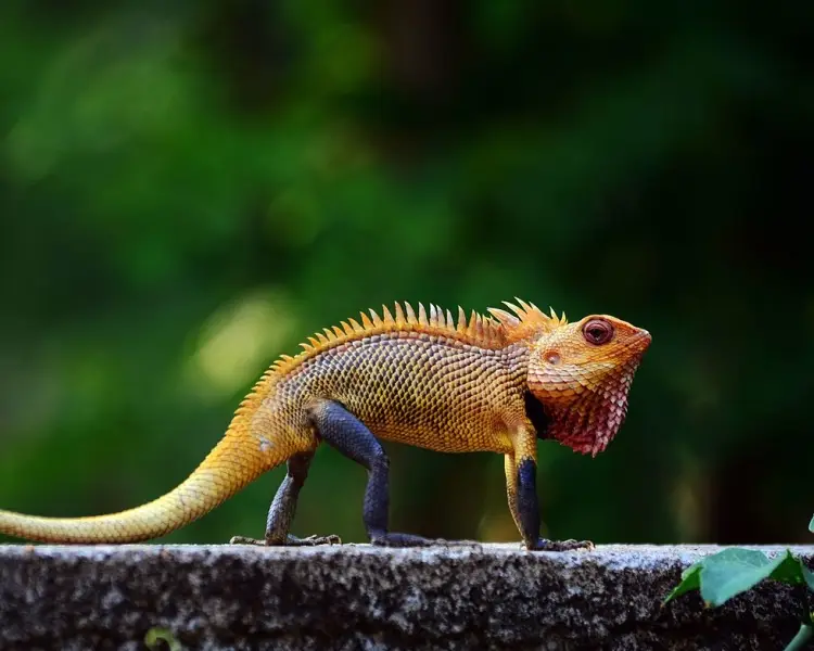 Oriental Garden Lizard - Facts, Diet, Habitat & Pictures on 