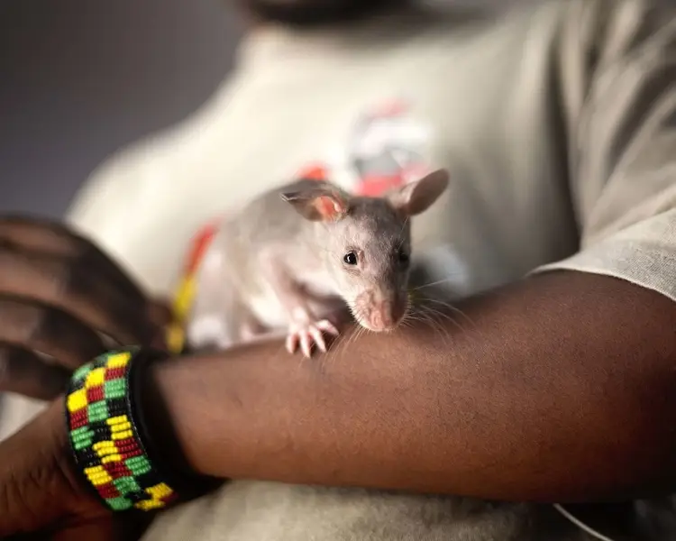 Gambian Pouched Rat