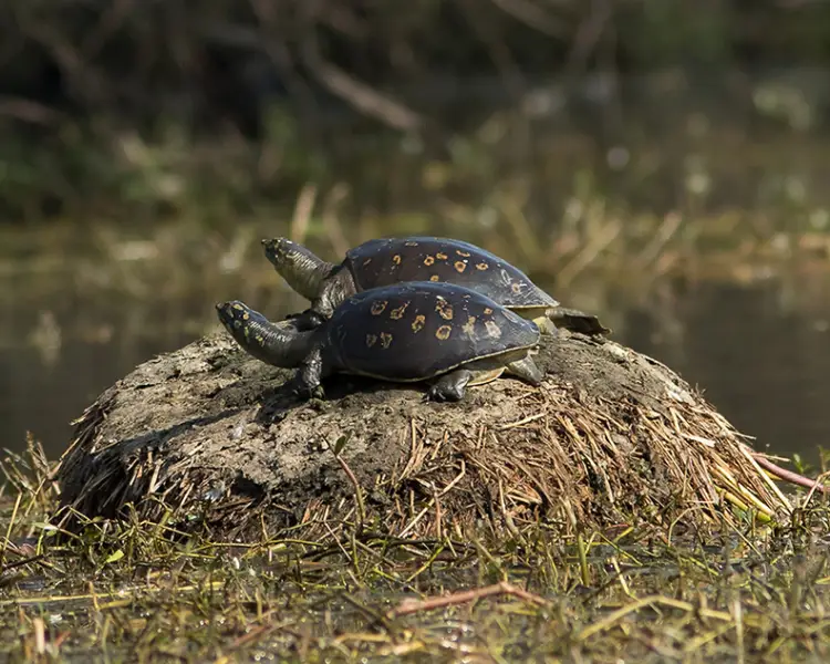 Indian Flapshell Turtle