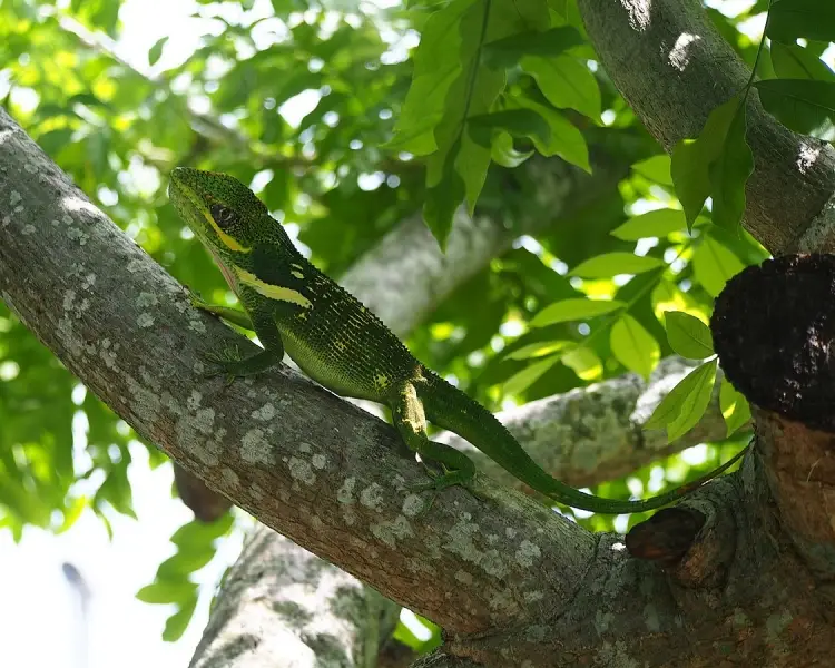 Knight Anole