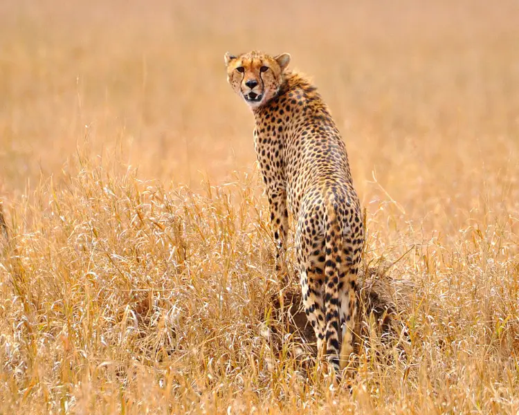 Cheetah - Facts, Diet, Habitat & Pictures on 
