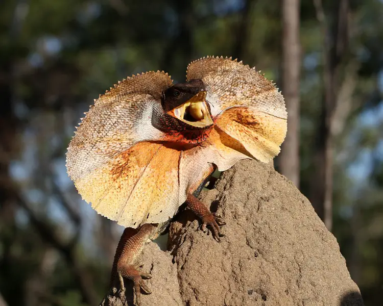 Frilled-Neck Lizard - Facts, Diet, Habitat & Pictures on 