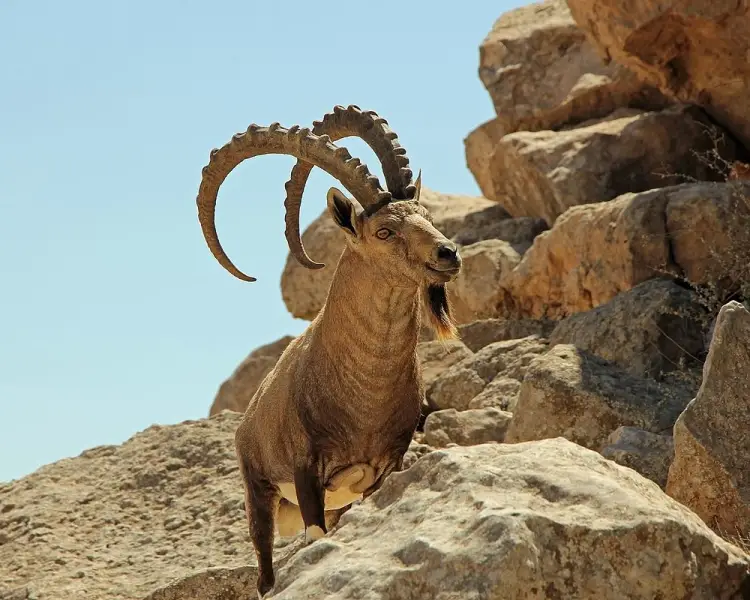 Nubian Ibex - Facts, Diet, Habitat & Pictures on Animalia.bio