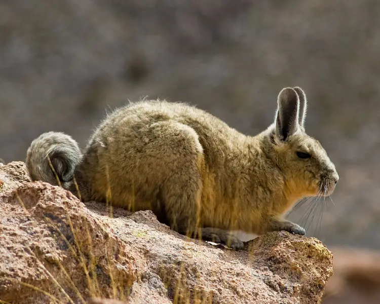 Southern Viscacha - Facts, Diet, Habitat & Pictures on 