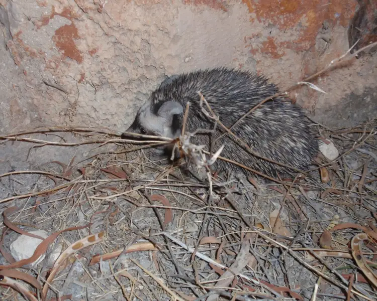Desert Hedgehog - Facts, Diet, Habitat & Pictures on 