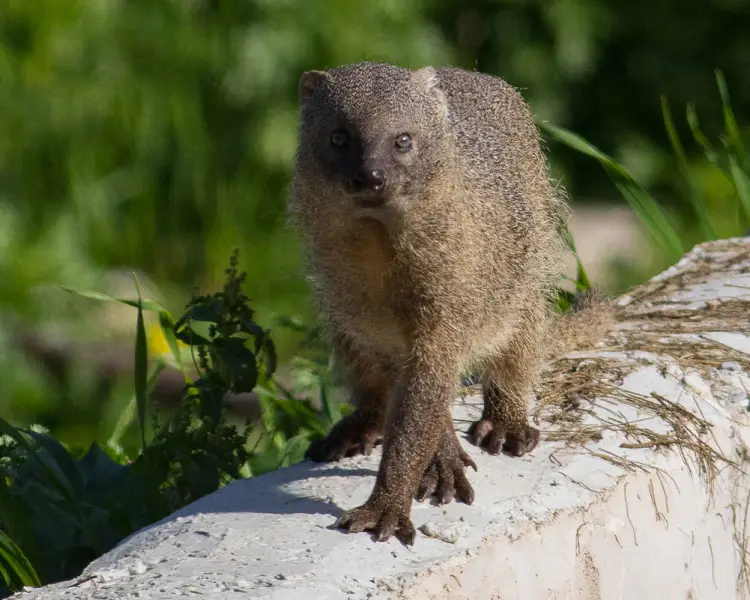 Egyptian Mongoose - Facts, Diet, Habitat & Pictures on 