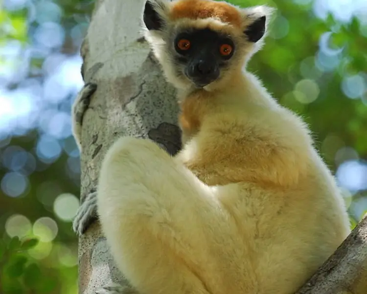 Golden-Crowned Sifaka