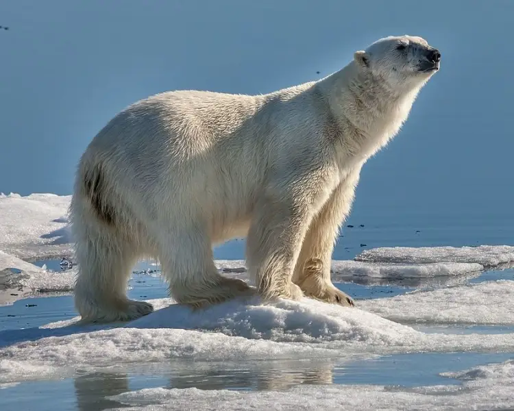 Polar Bear - Facts, Diet, Habitat & Pictures on 