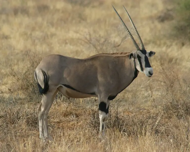 East African Oryx - Facts, Diet, Habitat & Pictures on 