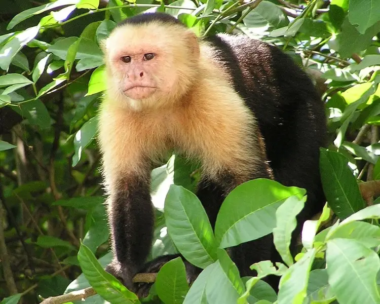 Panamanian White-Faced Capuchin