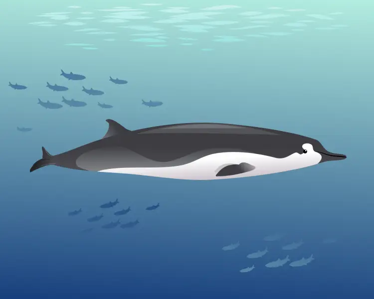 Spade-Toothed Whale