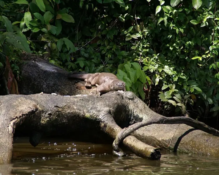 Lontra longicaudis