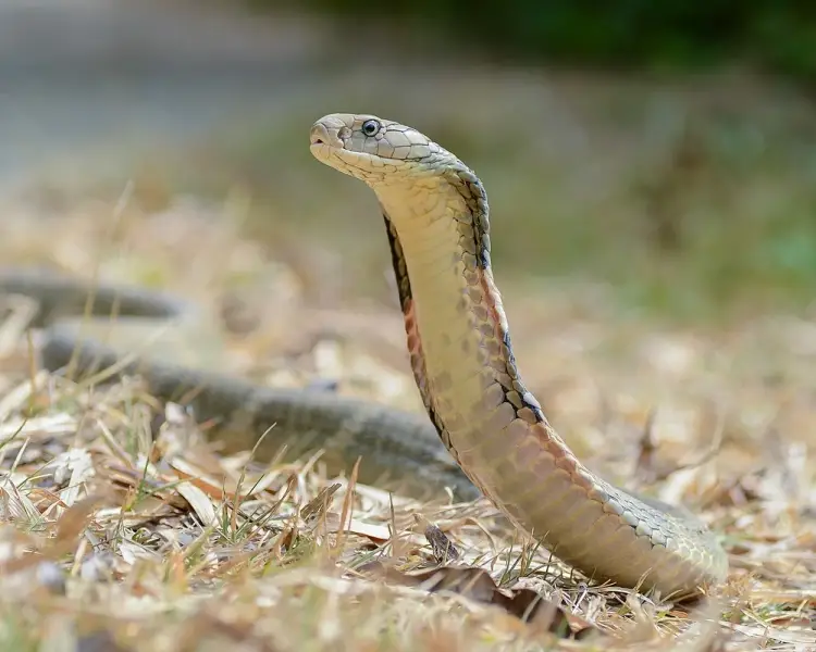 King Cobra - Facts, Diet, Habitat & Pictures on 