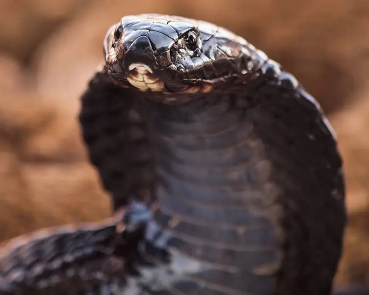 Black-Necked Spitting Cobra - Facts, Diet, Habitat & Pictures on Animalia.bio