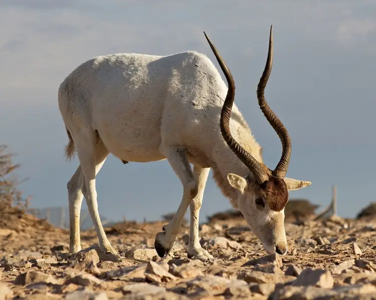 Addax
