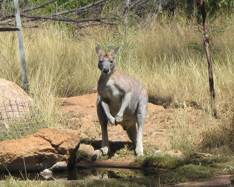 Antilopine Kangaroo