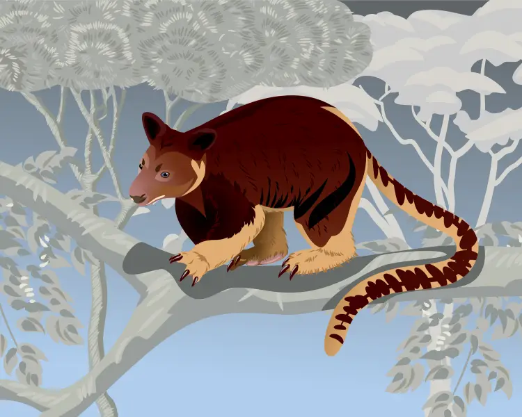 Golden-Mantled Tree-Kangaroo