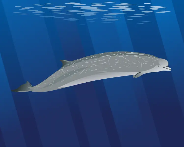 Southern Bottlenose Whale