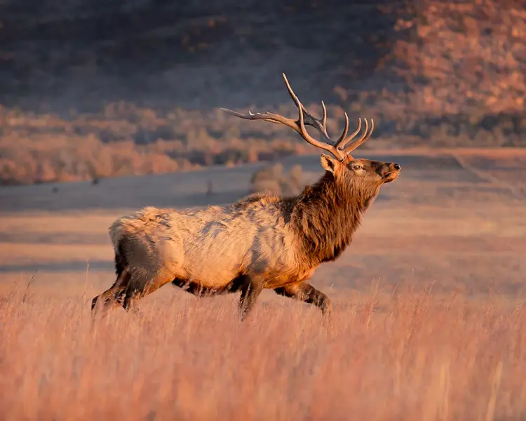 Elk - Facts, Diet, Habitat & Pictures on 