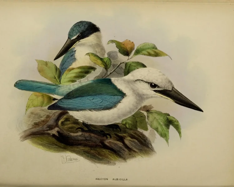Mariana kingfisher