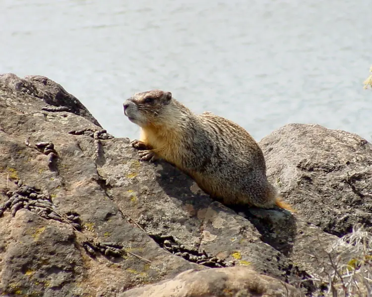 Yellow-Bellied Marmot - Facts, Diet, Habitat & Pictures on 