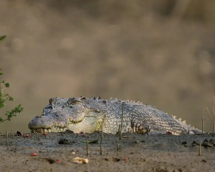 Крокодил гребенястий