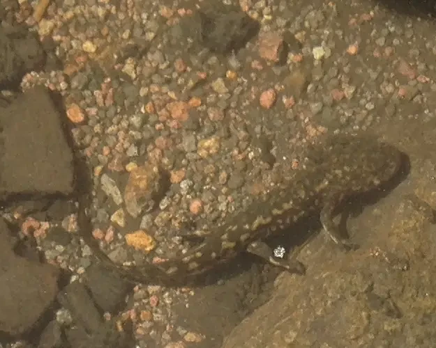Leora's stream salamander