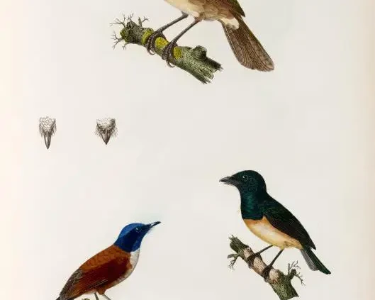 Nightingale reed warbler