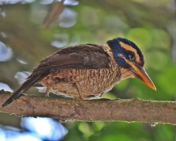 Scaly-breasted kingfisher