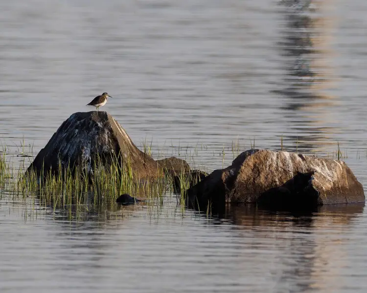 Common sandpiper - Facts, Diet, Habitat & Pictures on Animalia.bio
