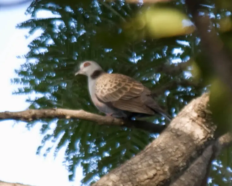 Adamawa turtle dove