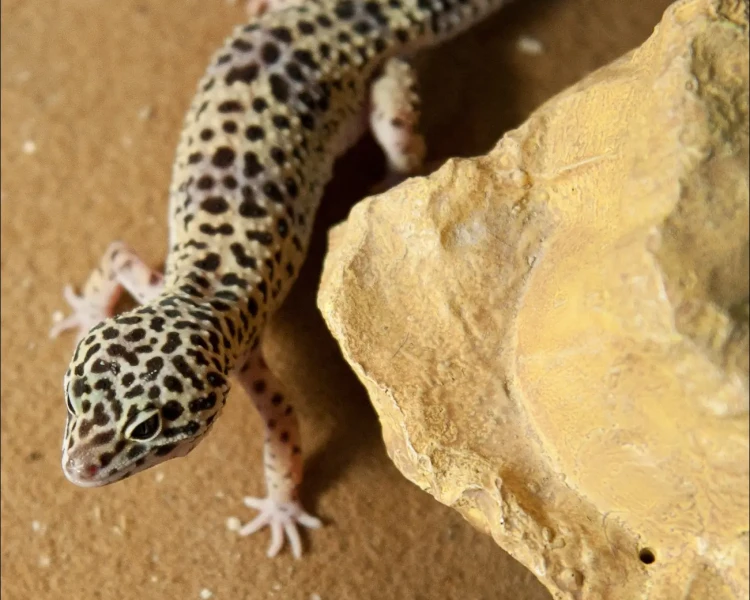 Afghan leopard gecko