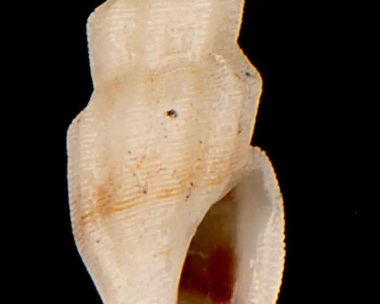 Agathotoma ecthymata