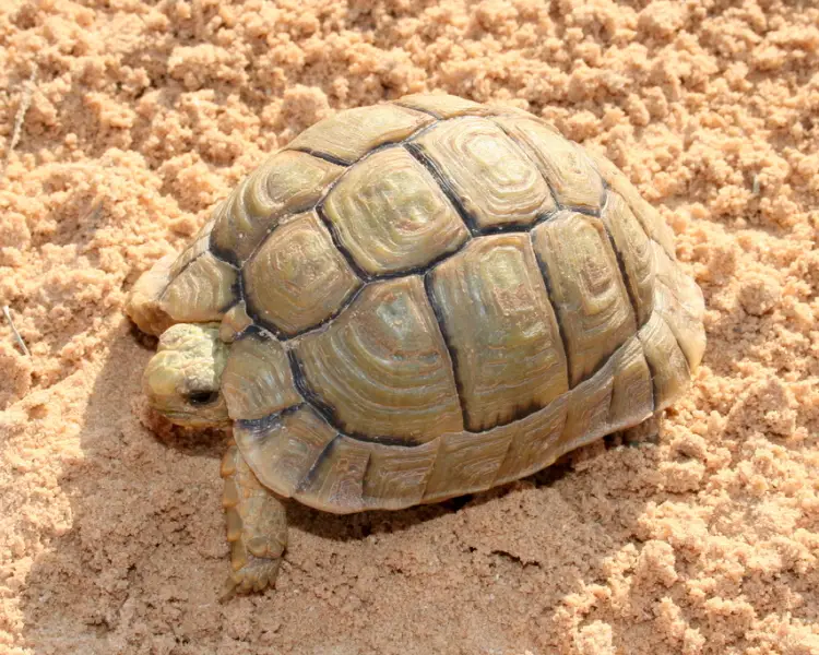 Черепаха єгипетська