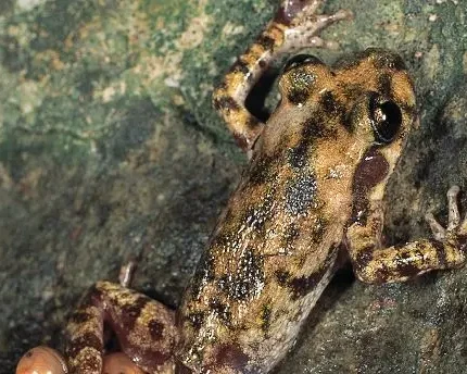 Majorcan midwife toad