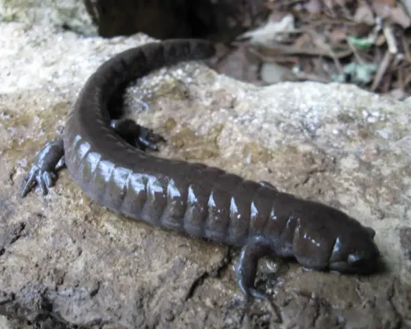 Streamside salamander