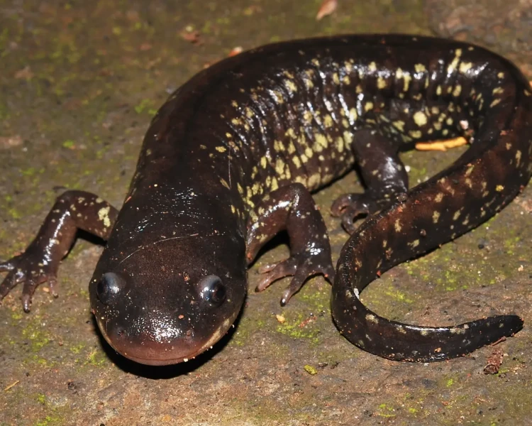 Blunt-headed salamander