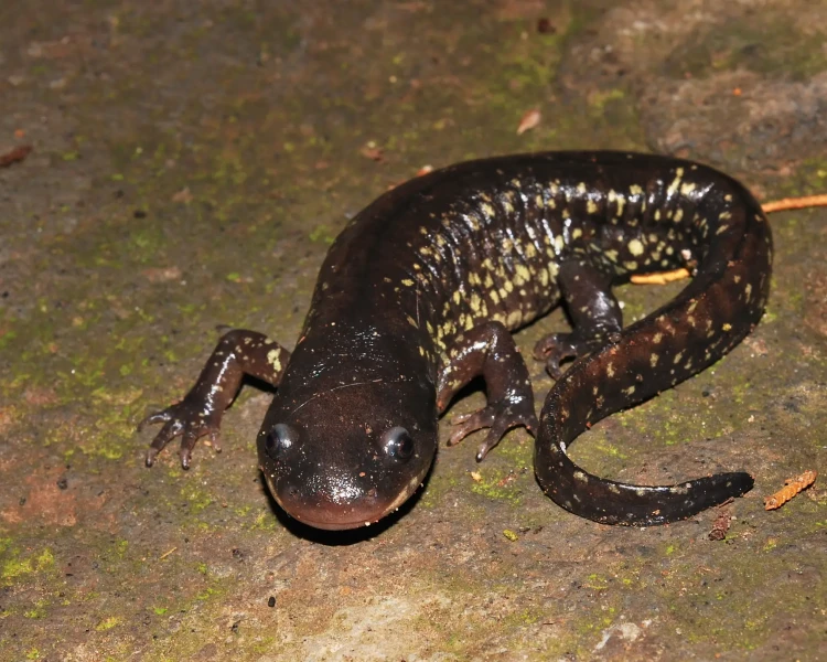 Yellow-peppered salamander