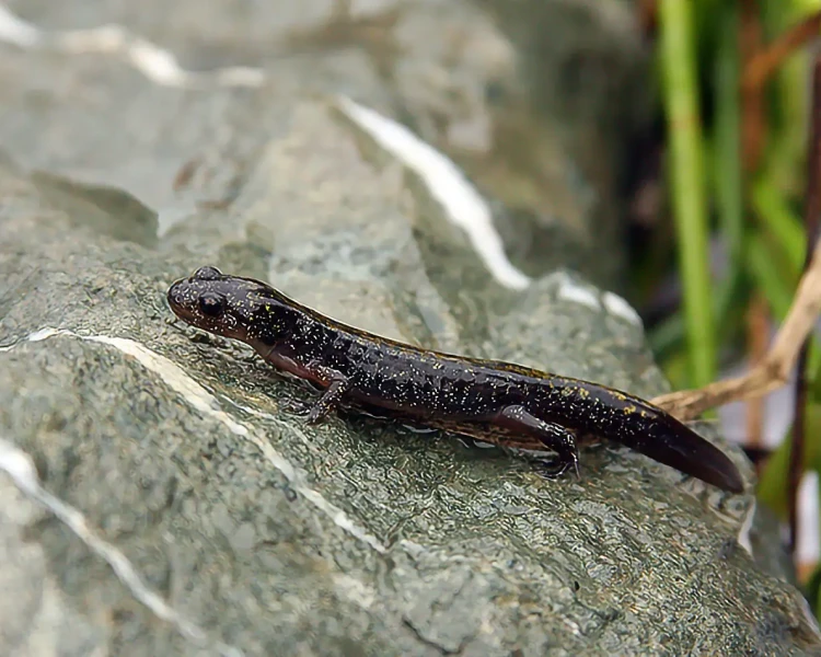 Santa Cruz long-toed salamander