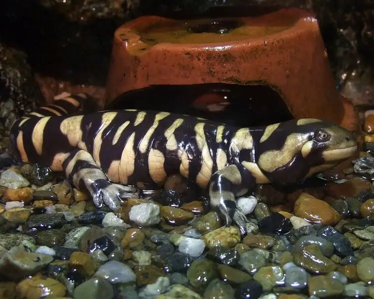 Barred tiger salamander - Facts, Diet, Habitat & Pictures on Animalia.bio