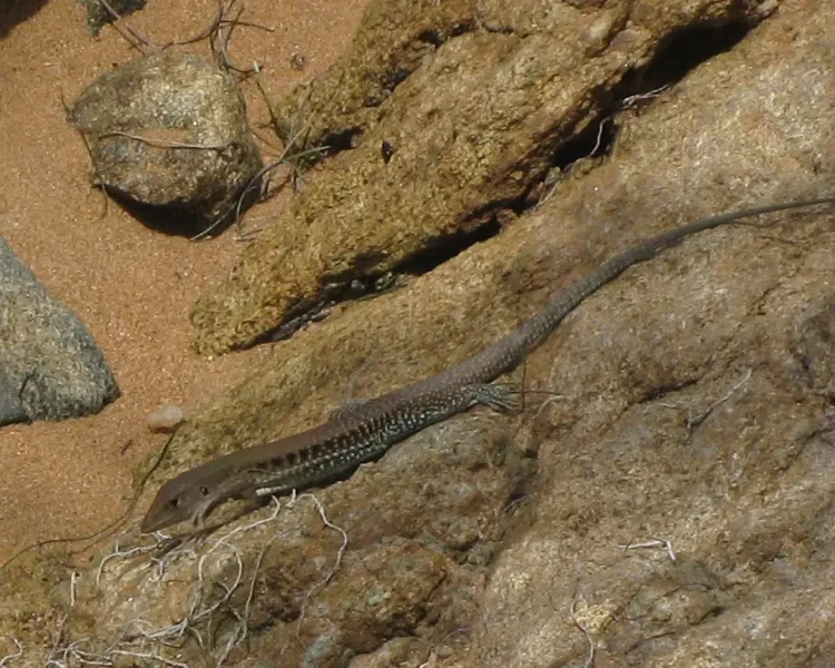 Pholidoscelis exsul