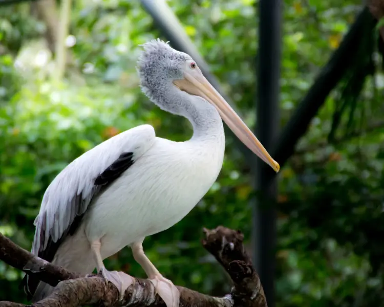 American White Pelican - Facts, Diet, Habitat & Pictures On Animalia.bio