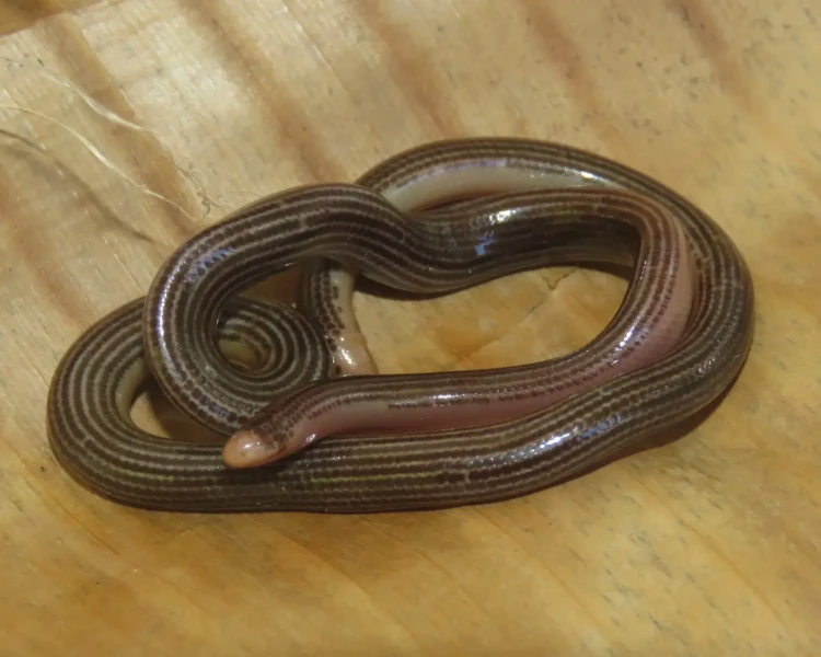 Trinidad worm snake