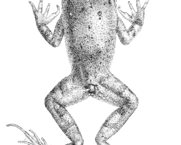 Sclerophrys blanfordii