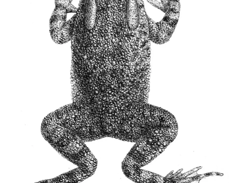 Sclerophrys funerea факти, дієта, ареал і фотографії на Animalia.bio
