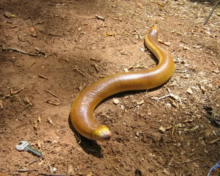 Amphisbaena alba Facts, Diet, Habitat & Pictures on Animalia.bio