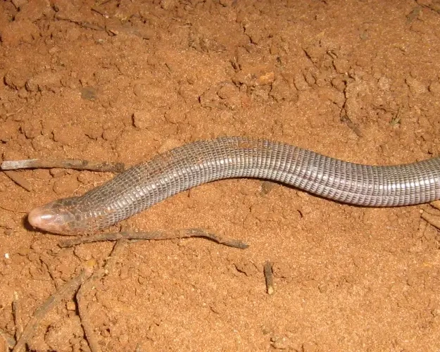 Mertens's worm lizard